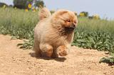 CHOW CHOW 083
